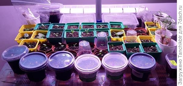 Люблю использовать тару из под сметаны 250 мл, но и технические горшки на 330 мл подходят (передний план, 6 горшочков)