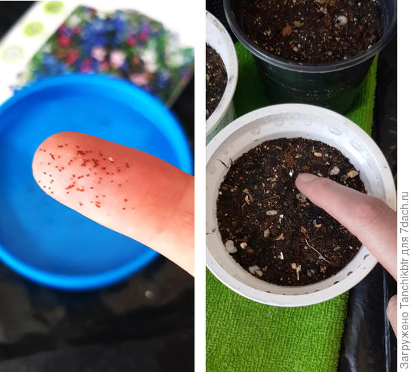 вот так сею, с помощью подушечек пальцев, прихлопывая по грунту