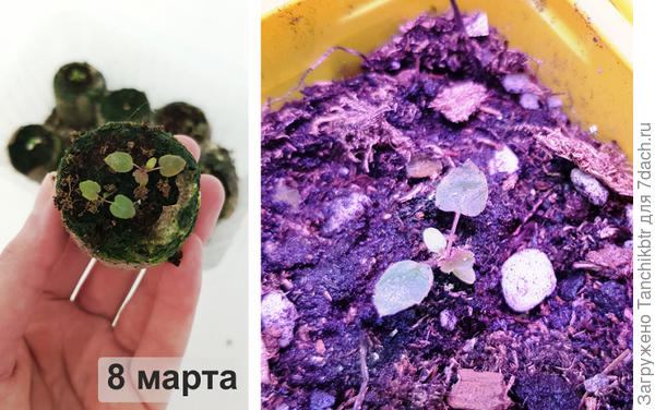 Пересадка 8 марта