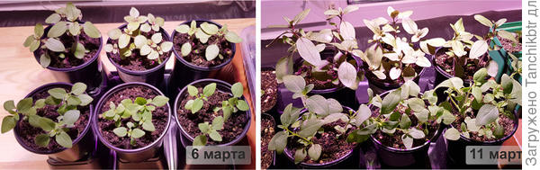 Вместо лишних слов :) Завтра буду &quot;чикать&quot;