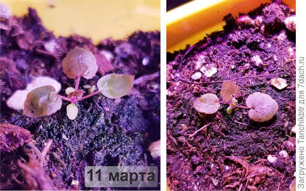 На 11 марта. Вроде, есть небольшие изменения. Уже 3 настоящих листика. Но вот сеянцы краснеть как-то начали. Попробую выкроить время и сфотографировать в дневное время