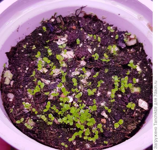 Посев 4 марта, фото 11.03