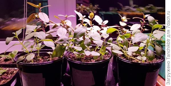 Привет, Андрей...