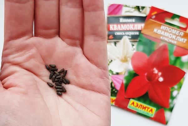 Квамоклит из семян — выращиваем необычное вьющееся растение рода Ипомея