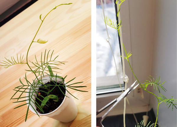 Квамоклит из семян — выращиваем необычное вьющееся растение рода Ипомея
