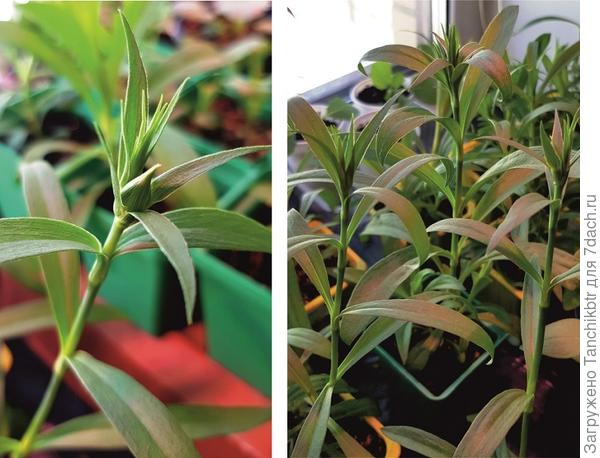 Многочисленные бутоны...