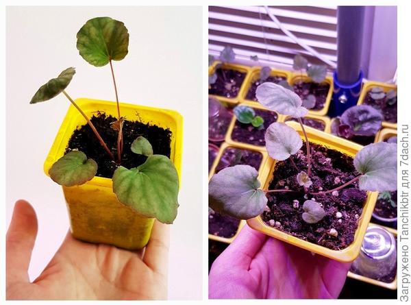 При какой температуре ты их держишь? Мне чисто интуитивно кажется, что жарко барышням