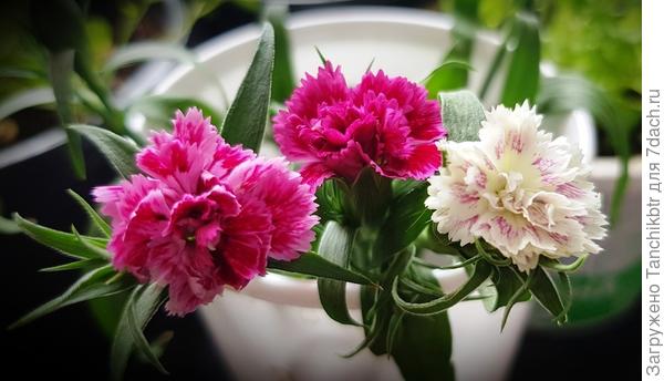 Сегодня меня ждал уже тройной сюрприз