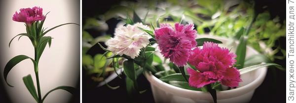 Интересно, что получится из собранных семян. Раньше в течение лета у турецкой собирала семена и тут же разбрасывала, где мне нужны были цветущие кустики следующим летом