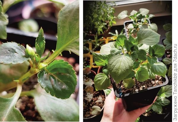 Бальзамин всё не угомонится, несмотря на формировку )))) показывает бутоны даже на небольших пасынках