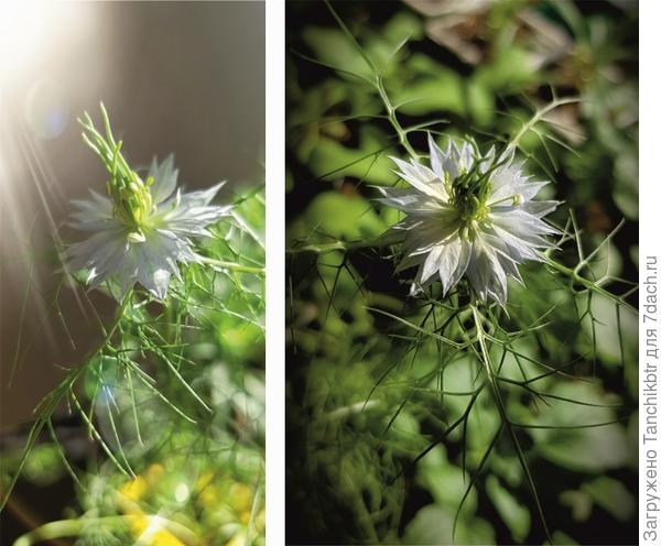 Нигелла сегодня расцвела, очень нежного голубого оттенка