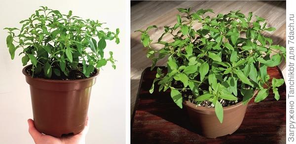 Львиный зев кустится после кардинальной обрезки, приобретая форму шара