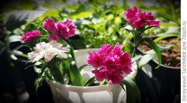 Не перестаю гвоздикой ежедневно любоваться :) каждый день раскрываются новые бутончики