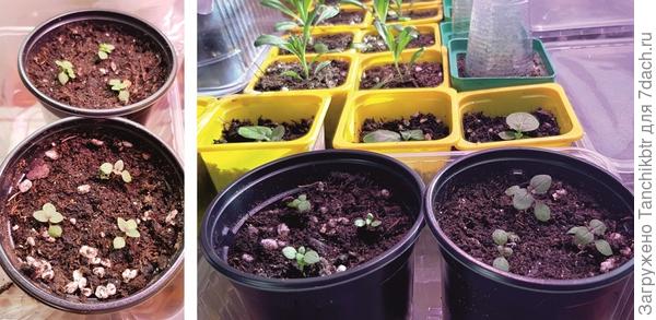 Пикирую по 3 штучки в стаканчик. Но раньше пучком по центру высаживала, было не хуже
