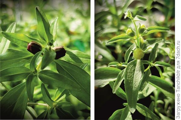 А совсем недавно, в 20-х числах марта, тоже надумал цвести ))) Не дала