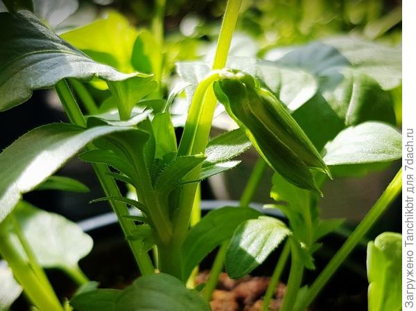 Кустики виолы тоже завязывают бутончики