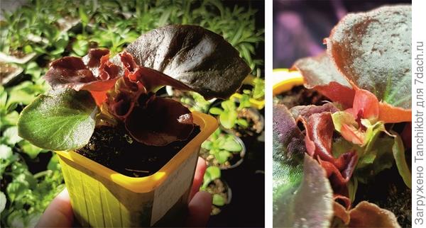 Бегония вечноцветущая, несмотря на скромный размер, не отстаёт – наметились бутоны