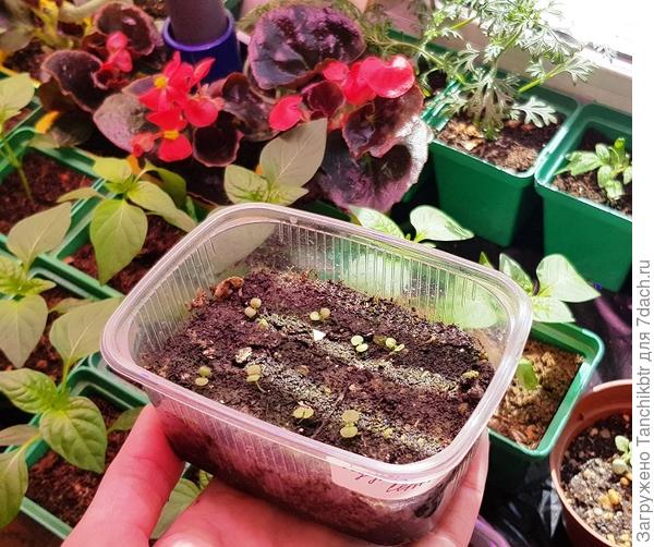 Всходы седума сельского, эдак, в 2 раза крупнее. Как думаешь, если рассадить в новый грунт, так и оставить в общих емкостях?