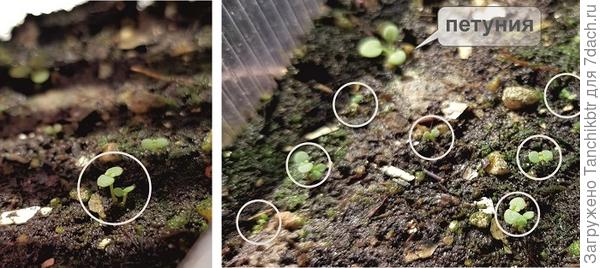 Частично сразу рассадила сеянцы по одному. В итоге 13ть получилось