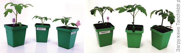 Фото только такое... "экспериментальное" :D Вечером перевалила из 200 мл в стаканчики на 750 мл, сразу отнесла в теплицу, уже темно для «фотосессии»))) Слева – 3 томата «Пурпурное сердце», справа – «Стринги». P.S. при посадке в стаканчик слева добавлена «Микориза кормилица», по центру – контроль, а справа – применена микориза «Эджис микрогранулы». Вот такие неоднозначные результаты на этих сортах, продолжаю наблюдение, как и повторила «добавки» при перевалке