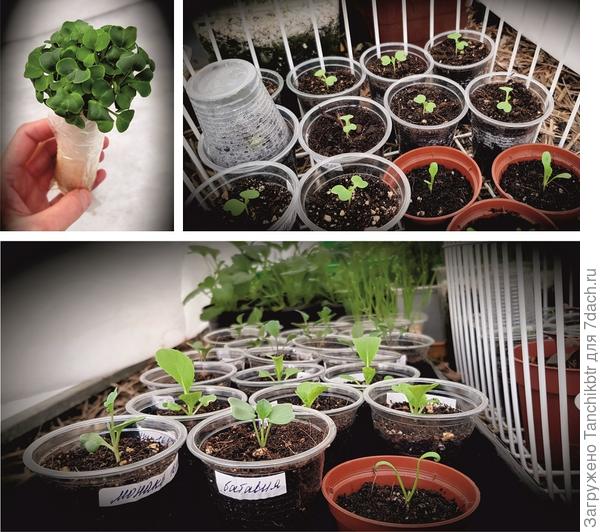 &quot;Букетик&quot; из трех сортов редиса – рассада пак-чой и салатов – различная капустка