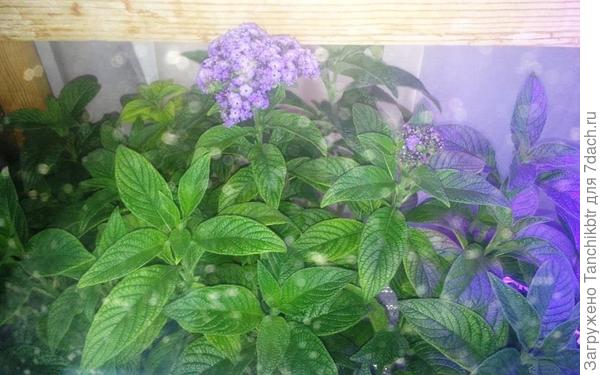 Вот такие "коники" в рассаде. Не представляю, какие будут кусты и как их доводить до высадки, если в январе сеять