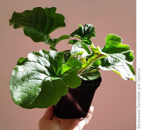 Да и сами кустики справные. Листья, как "баклажанные лопухи" :)