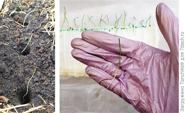 А еще ставлю &quot;дикий&quot; эксперимент :D Прорастила семена у &quot;улитке&quot; и прямо из нее, не доращивая, высадила вот сейчас, в мае, в теплицу (так давно агитирует местный практик, но все не с руки было попробовать)