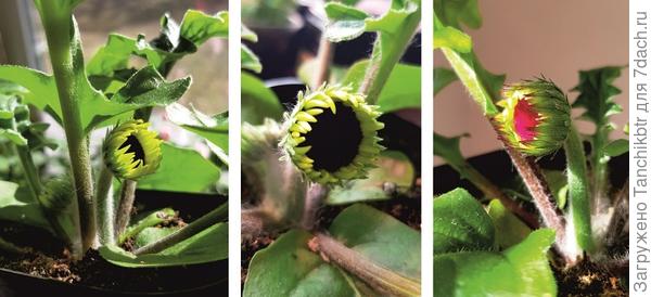 Гербера 'Yellow Dark Eye' и 'Deep Orange Dark Eye' в бутонах