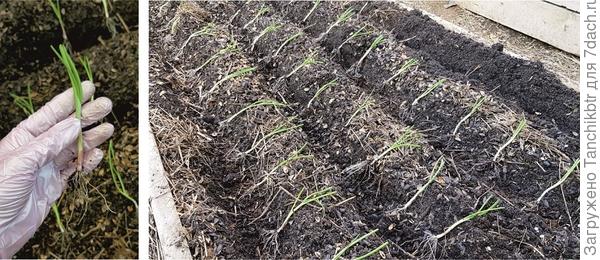 У нас холодина, подряд три ночи обещают минусовые, а днем – 5...6 тепла, на страх и риск высадила в понедельник вечером на грядку