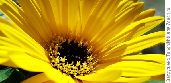 Гербера Джемсона Yellow Dark Eye