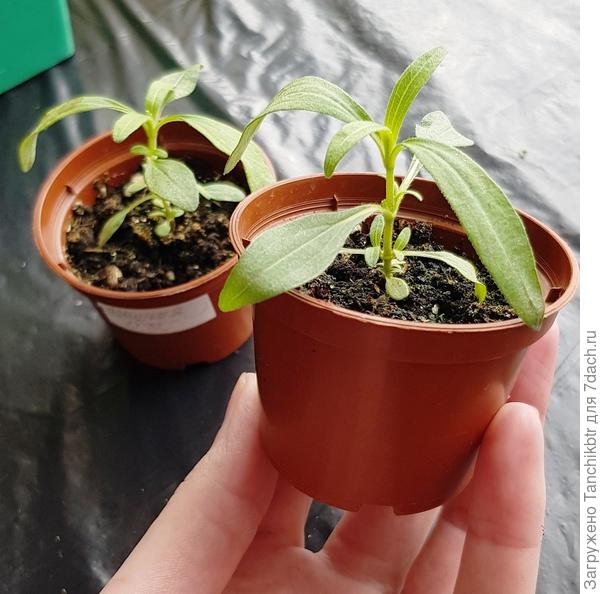 Да, растения отличаются от более привычной рассады циннии, но точно не подорожник :)