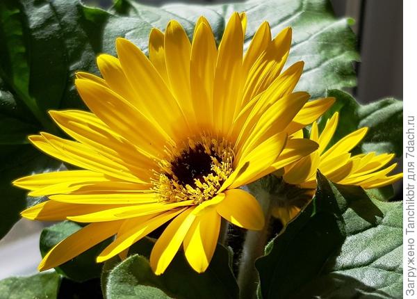 Всё никак не налюбуюсь))) Почти с месяц назад начали цвести