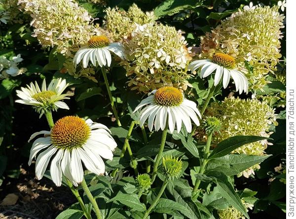 Белый лебедь