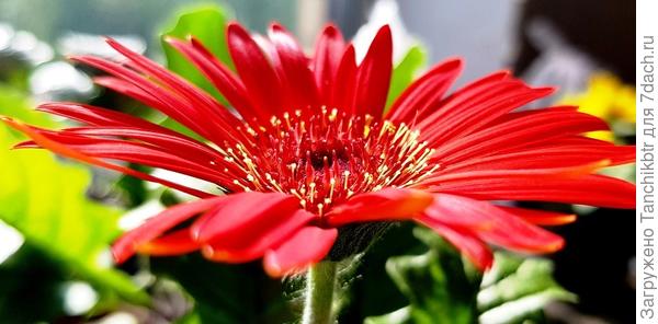 Гербера ColorBloom Deep Orange Dark Eye