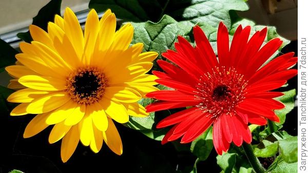 Из &quot;новинок&quot; – эти две сестрички, выращенные из семян