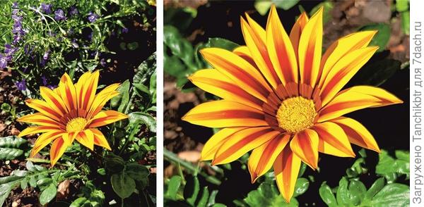 Африканская ромашка