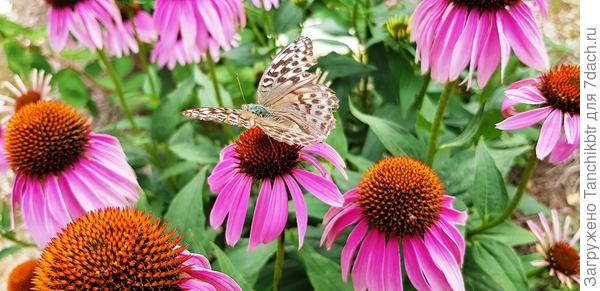 Красный зонтик