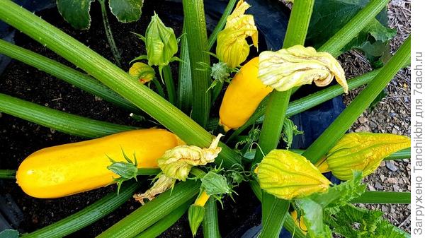 Причем, это более-менее куст такой, на остальных все печальнее. Так и живем)) так и живем... напрасно маясь)))))))