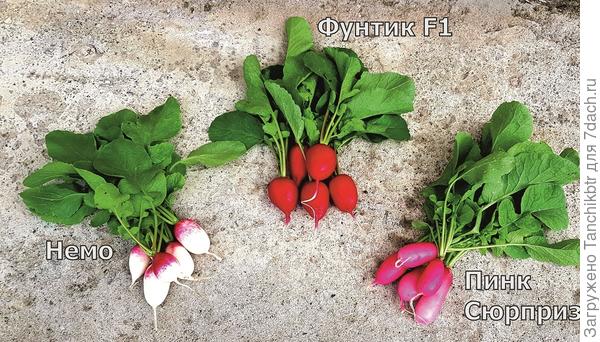 Немо и Пинк Сюрприз оказались ОЧЕНЬ вкусными