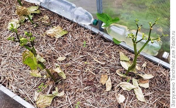 Впервые до такой степени сожгла растения (фото от 17 июня), спасла янтарной кислотой (2 обработки). Жаль, что ты не разделила растения на контрольную и экспериментальную группы. В противном случае не понятен эффект от препарата. Может, растения за счет собственных резервных сил ;) выкарабкались. Хотя не имею ничего против Bona Forte. Даже больше – жду результаты тестирования удобрения для орхидей. Случайно его купила, не могу не нарадоваться, орхи прут, как слонята (естественно, не фотофиксировала растения ДО применения удобрения, потому доказательной базы ноль)