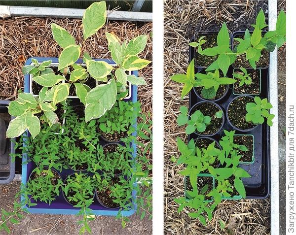 Нашла в галерее только эти фото. Но это не все растения. Теперь думаю, как сохранить. Рекомендовали в телицу высадить.  Но попались противоречивые комменты на форуме, теперь мозгую((( как же все-таки лучше...