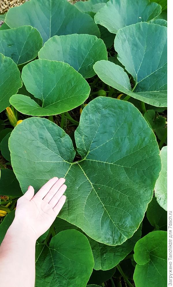 Нашла в галерее фото размера листьев &quot;варенья&quot;