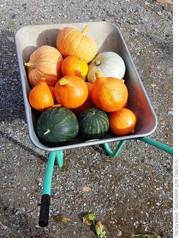 Но и ты не указала, для каких целей тебе тыква. Есть откровенно сладкие десертные сорта, есть крахмалистые, из которых получается восхитительно вкусное тыквенное пюре, есть те, что раскрываются в гарнирах и пр.