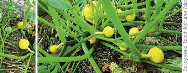 Здесь отчетливо видны плети