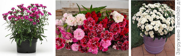 Красивая же альтернатива? Как обещали с картинок в интернете, так наяву и получилось (если найду в галерее свои фото, позже прикреплю)