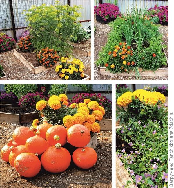 Наскребла по сусекам фото. Очень мне нравятся биколорные оранжевые бархатцы. Это сорт Скарлет София. Купив пачку с семенами еще в 2017 году, до сих пор не расстаюсь )) сеется и зимует только в путь