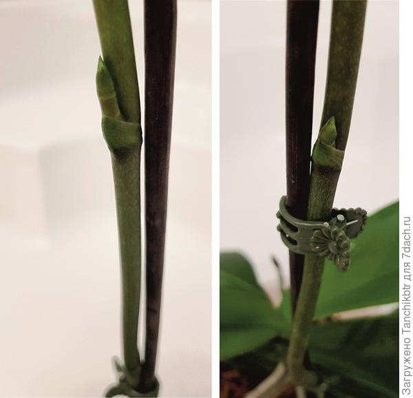 И, кажется, она решила меня удивить)) Дав сложный цветонос. Из пазух явно не цветы лезут 😀