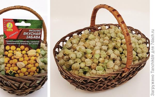 В этом году впервые выращивала, нашла пакетик с семенами в подарочном наборе от Аэлиты. С трёх растений собрала корзину и половину 5-литрового ведра, вполне не плохо. Теперь стоит в котельной, уже почти весь вызрел