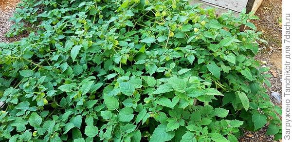 Вырастают растения мощные, стелющиеся, места нужно будь здоров. Изначально не поверила информации на пакетике